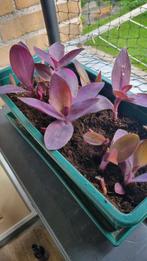 Tradescantia Pillida (stekjes), Huis en Inrichting, Ophalen of Verzenden, Overige soorten, Minder dan 100 cm