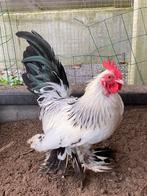 Sabelpootkriel haan kleurslag Colombia, Mannelijk, Kip