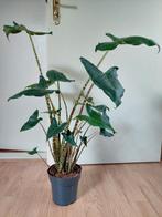 Alocasia Zebrina - Olifantsoor H: 80 cm., Ophalen, Overige soorten, Halfschaduw, Minder dan 100 cm