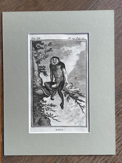 Douc / doeklangoeren - Buffon 1770 aap / apen, Antiek en Kunst, Kunst | Etsen en Gravures, Ophalen of Verzenden