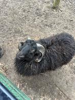 Vrolijke ram zoekt nieuwe thuis, Dieren en Toebehoren, Mannelijk, Schaap