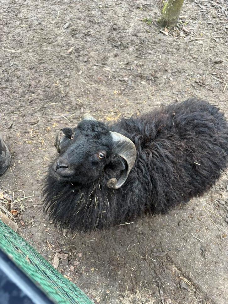 Vrolijke Ouessant ram zoekt nieuwe thuis, Dieren en Toebehoren, Schapen, Geiten en Varkens, Schaap, Mannelijk