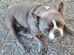 Franse bulldog teef, 1 tot 2 jaar, Teef, Bulldog, Eén hond