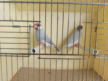 Rijstvogels padda's beschikbaar voor biedingen