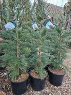 Sequoiadendron giganteum "Glaucum" / blauwe mammoetboom, Tuin en Terras, Planten | Bomen, In pot, Zuilboom, Volle zon, Bloeit niet