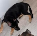 Shepsky pups, Rabiës (hondsdolheid), Reu, 8 tot 15 weken, Meerdere