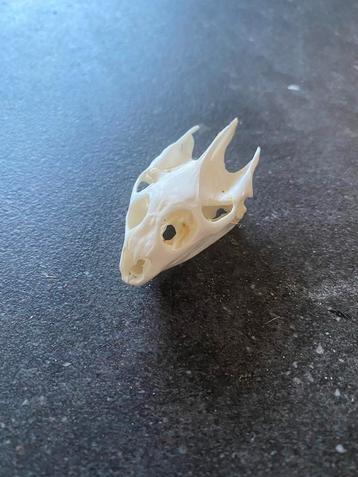 Schildpad schedel beschikbaar voor biedingen