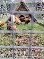 Kriel kipjes te koop. Sabelpootkriel en Hollandse kriel, Dieren en Toebehoren, Meerdere dieren, Kip