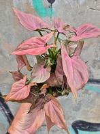 Syngonium Mickey Mouse p12 (2), Ophalen of Verzenden, Halfschaduw, Minder dan 100 cm