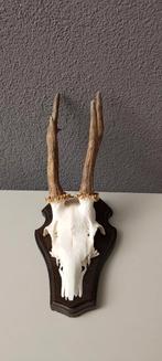 Gewei op houten schild. Taxidermie, Ophalen of Verzenden