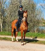 Onze knappe lieve nrps D pony merrie, Dieren en Toebehoren, Pony's, Merrie, Z, Gechipt, 11 jaar of ouder