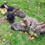 jonge konijnen te koop, Dieren en Toebehoren, Konijnen, Meerdere dieren, Groot, 0 tot 2 jaar