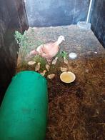 Jonge  kalkoenen, Dieren en Toebehoren, Pluimvee, Meerdere dieren, Kalkoen