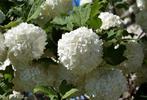 Viburnum sneeuwbal, Lente, 100 tot 250 cm, Ophalen, Volle zon
