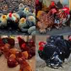 Cochin kriel broedeieren diverse kleuren, Dieren en Toebehoren, Pluimvee, Geslacht onbekend, Kip