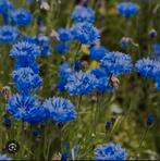 BIO zaden van korenbloem uit eigen moestuin, Ophalen of Verzenden, Volle zon