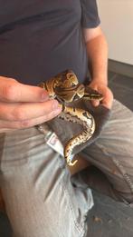WK dubbel het ultramel pied 1.2, Dieren en Toebehoren, Reptielen en Amfibieën