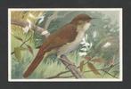 Vogel Nachtegaal Luscinia Megarhynchos Brehm, Rein Stuurman., Ophalen of Verzenden, 1960 tot 1980, Gelopen, Vogel