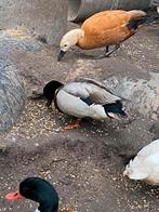 2 kwakertjes tekoop, Dieren en Toebehoren, Pluimvee, Mannelijk, Eend