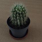 Cactus, hoogte 27 cm alleen ophalen, Cactus, Minder dan 100 cm, Halfschaduw, Ophalen