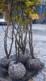 Meerstammige beukenboom struik, Volle zon, Lente, Minder dan 100 cm, Overige soorten