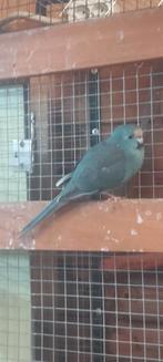 Te koop jonge kakariki, Dieren en Toebehoren, Meerdere dieren, Parkiet