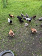 Wyandotte kriel hennen en hanen, Dieren en Toebehoren, Pluimvee, Meerdere dieren, Kip
