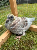 Vale postduif te koop jonge duif, Dieren en Toebehoren, Vogels | Duiven, Postduif
