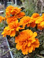 Tagetes zaad uit biologische tuin, Tuin en Terras, Ophalen of Verzenden, Voorjaar, Volle zon, Zaad