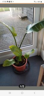 Strelitzia Nicolai, Ophalen of Verzenden, Halfschaduw