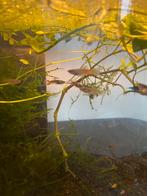 Endler guppen, guppies, guppy, Dieren en Toebehoren, Vis