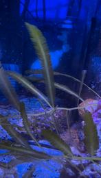 Cauperla taxifolia zeewier voor zeeaquarium, Overige typen