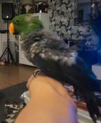 Edelman 10 jaar oud, Dieren en Toebehoren, Vogels | Parkieten en Papegaaien