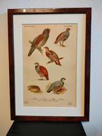 Litho Floericke Patrijs Kwartel Roelroel 1922, Ophalen of Verzenden