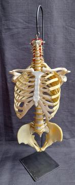 Anatomisch model torso mens skelet, Ophalen of Verzenden