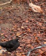 2 kippen marans hen Een bruine kip, Dieren en Toebehoren, Pluimvee, Vrouwelijk, Kip