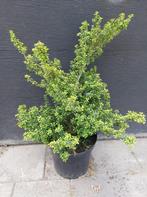 Ilex crenata ‘Convexa’ (Japanse hulst), Ophalen, Lente, Vaste plant, Overige soorten