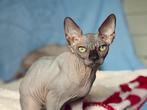 Canadese Sphynx kittens met WCF stamboom, Meerdere dieren, Gechipt, 0 tot 2 jaar
