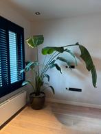 Grote Strelitzia Nicolai Kamerplant, Ophalen, Overige soorten, Halfschaduw, In pot