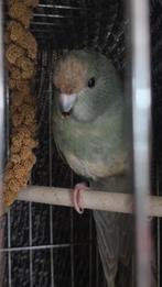 Vogels te koop, Dieren en Toebehoren