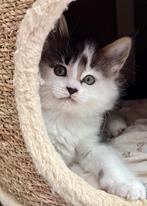 Maine coon babies, Dieren en Toebehoren, Katten en Kittens | Raskatten | Langhaar, Meerdere dieren, Gechipt, 0 tot 2 jaar