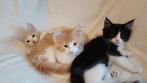 Maincoon x Ragdoll, Dieren en Toebehoren, Katten en Kittens | Raskatten | Langhaar, Kater