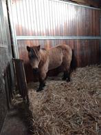 Een mooie 9 jarige Shetlander merrie, Dieren en Toebehoren, Pony's, Merrie, A pony (tot 1.17m), Onbeleerd, Recreatiepony