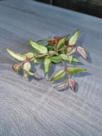 Hoya bella lida buis, Ophalen of Verzenden, Overige soorten, Minder dan 100 cm