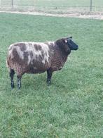 Te koop schapen slacht ooi lammeren., Dieren en Toebehoren, Schapen, Geiten en Varkens, Vrouwelijk, Schaap