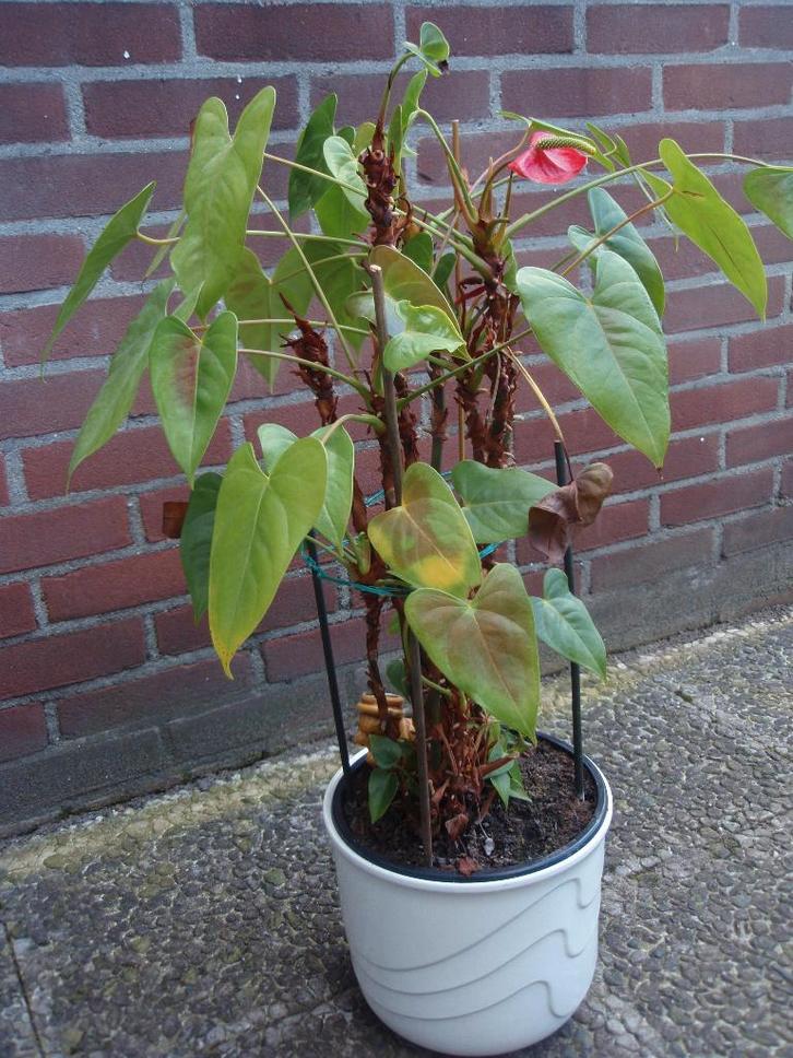 Rood kleurige, bloeiende Flamingo - Anthurium Plant, Huis en Inrichting, Kamerplanten, Overige soorten, Minder dan 100 cm, Bloeiende kamerplant