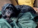 Labradoodle met Australian Labradoodle -> Medium, 8 tot 15 weken, Meerdere, Meerdere dieren, Klein