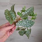 3 begonia stekjes White Ice Shepherdii Argenteo guttata, Huis en Inrichting, Kamerplanten, Ophalen of Verzenden, Halfschaduw, Minder dan 100 cm