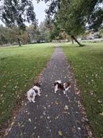 Oppas voor kleine hondjes  🐕🦮🐕‍🦺, Diensten en Vakmensen, Dieren | Honden | Verzorging, Oppas en Les, Particuliere oppas