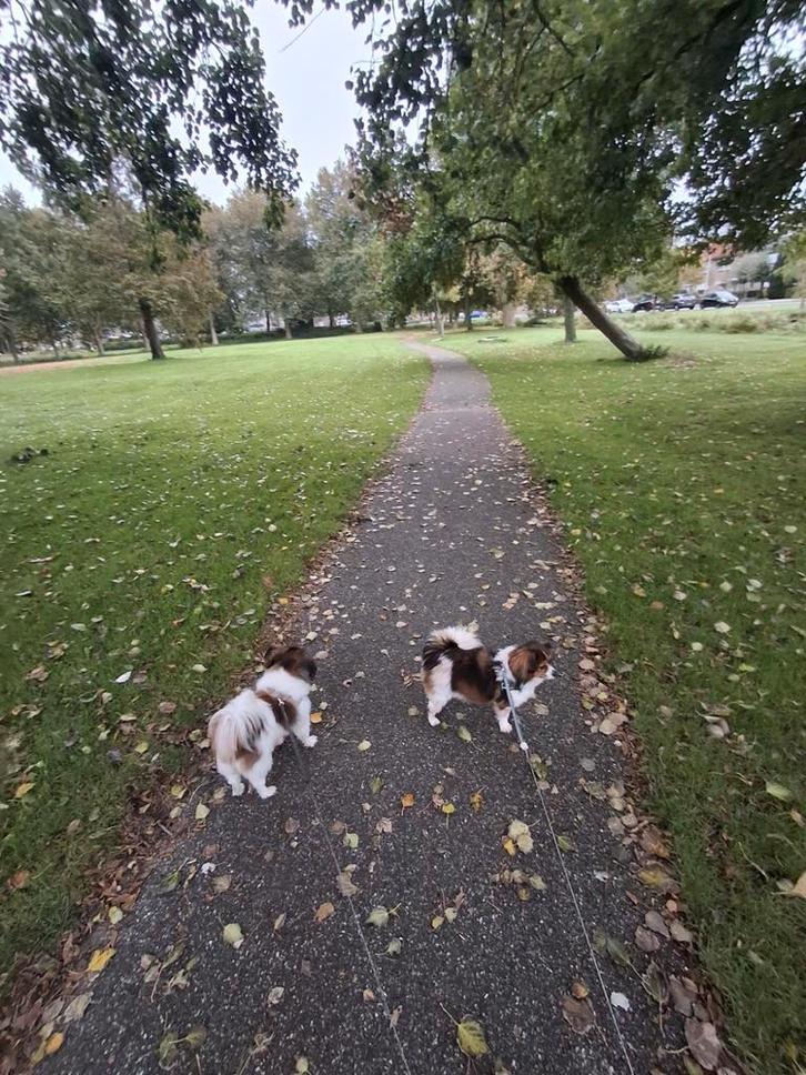 Oppas voor kleine hondjes  🐕🦮🐕‍🦺, Diensten en Vakmensen, Dieren | Honden | Verzorging, Oppas en Les, Particuliere oppas
